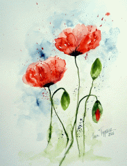 Mohnblüten